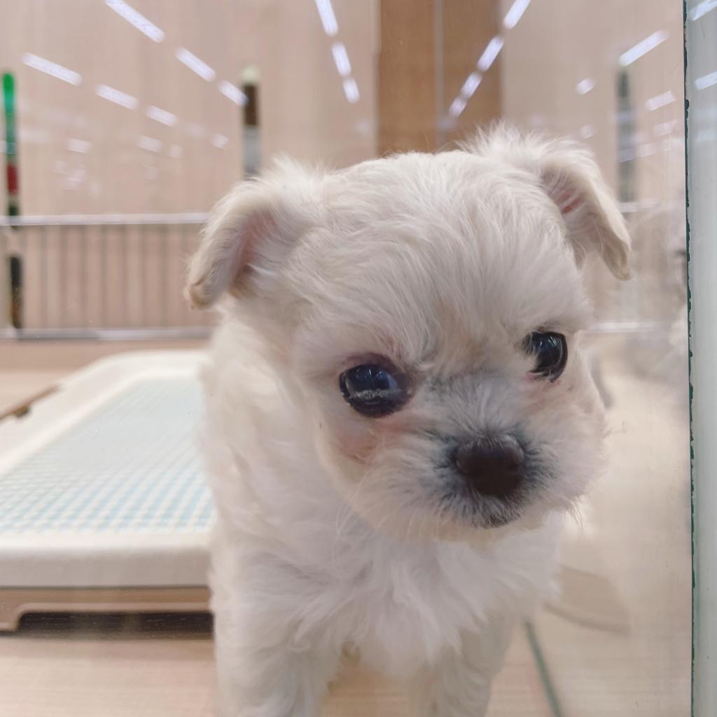 千葉県のハーフ犬・ミックス犬 (ペッツワン富津店/2025年12月5日生まれ/女の子/CR)の子犬の1枚目の画像