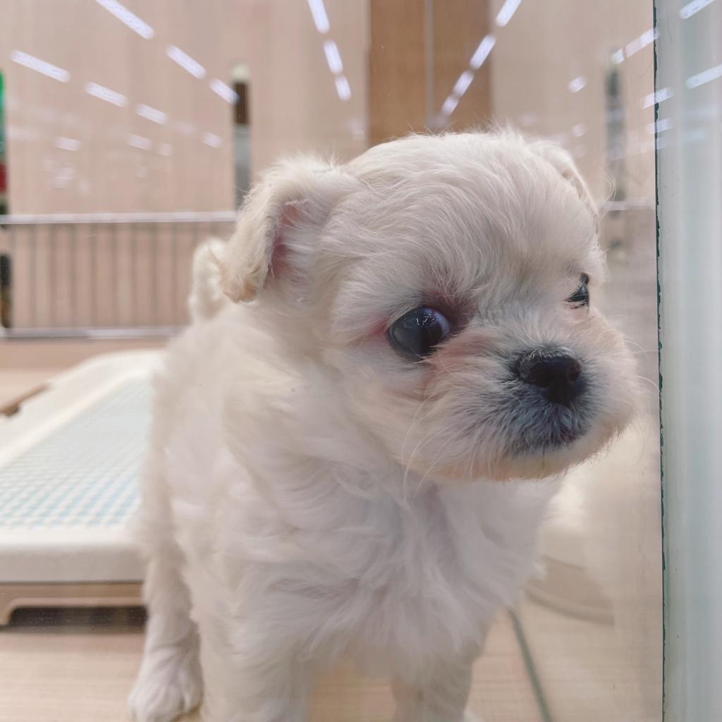 千葉県のハーフ犬・ミックス犬 (ペッツワン富津店/2025年12月5日生まれ/女の子/CR)の子犬の2枚目の画像