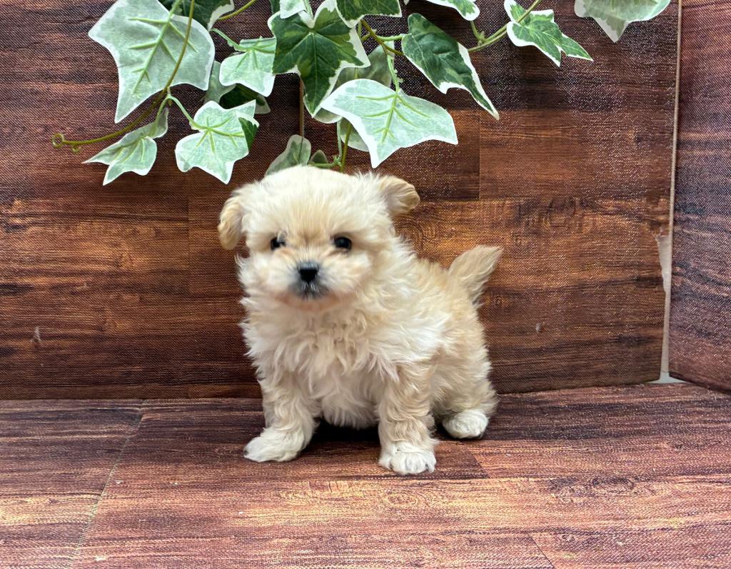 千葉県のハーフ犬・ミックス犬 (ペッツワン市原店/2025年12月5日生まれ/男の子/AP)の子犬