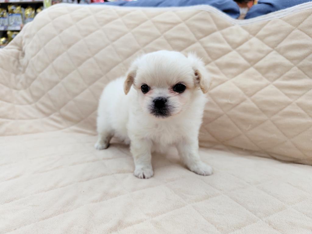 茨城県のハーフ犬・ミックス犬 (OneBuddyトモニー水戸店/2025年12月5日生まれ/男の子/CR)の子犬