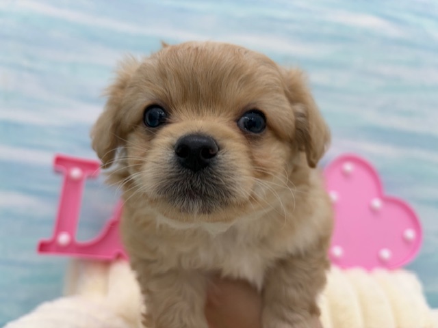 茨城県のハーフ犬・ミックス犬 (OneBuddy水戸南店/2025年12月5日生まれ/男の子/AP)の子犬