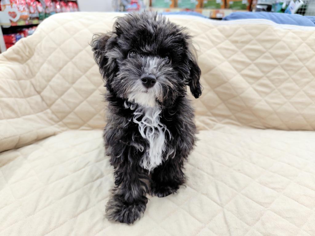 茨城県のハーフ犬・ミックス犬 (OneBuddyトモニー水戸店/2025年12月8日生まれ/男の子/ブリンドル)の子犬