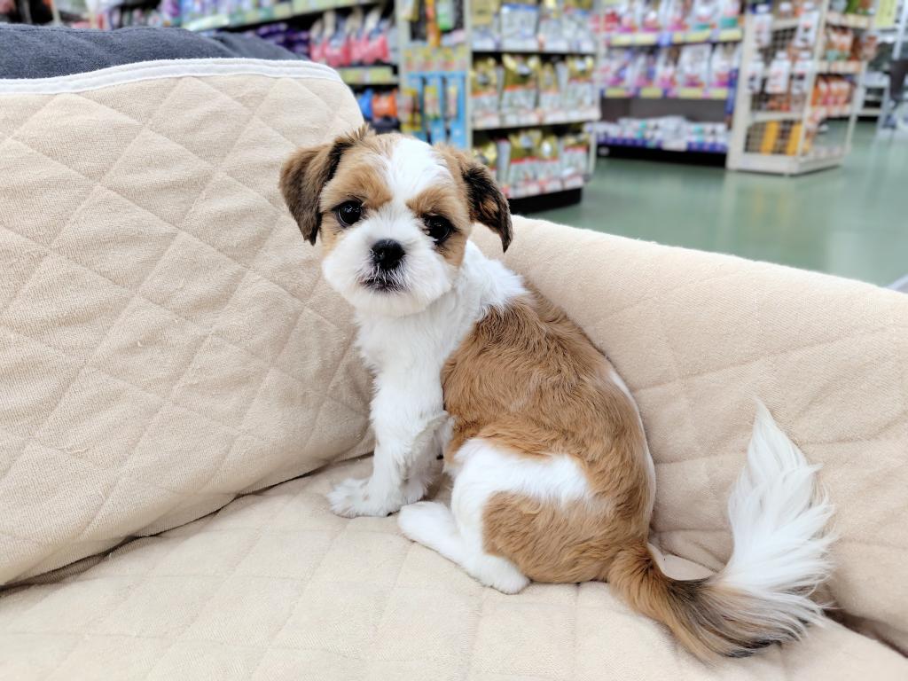 茨城県のシーズー (OneBuddyトモニー水戸店/2025年10月27日生まれ/男の子/G/W)の子犬