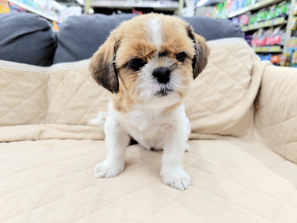 茨城県のシーズー (OneBuddyトモニー水戸店/2025年10月27日生まれ/女の子/G/W)の子犬