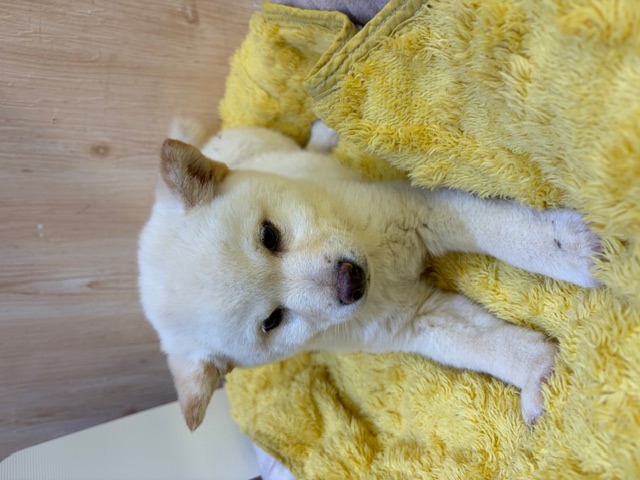 2025年12月12日生まれの豆柴