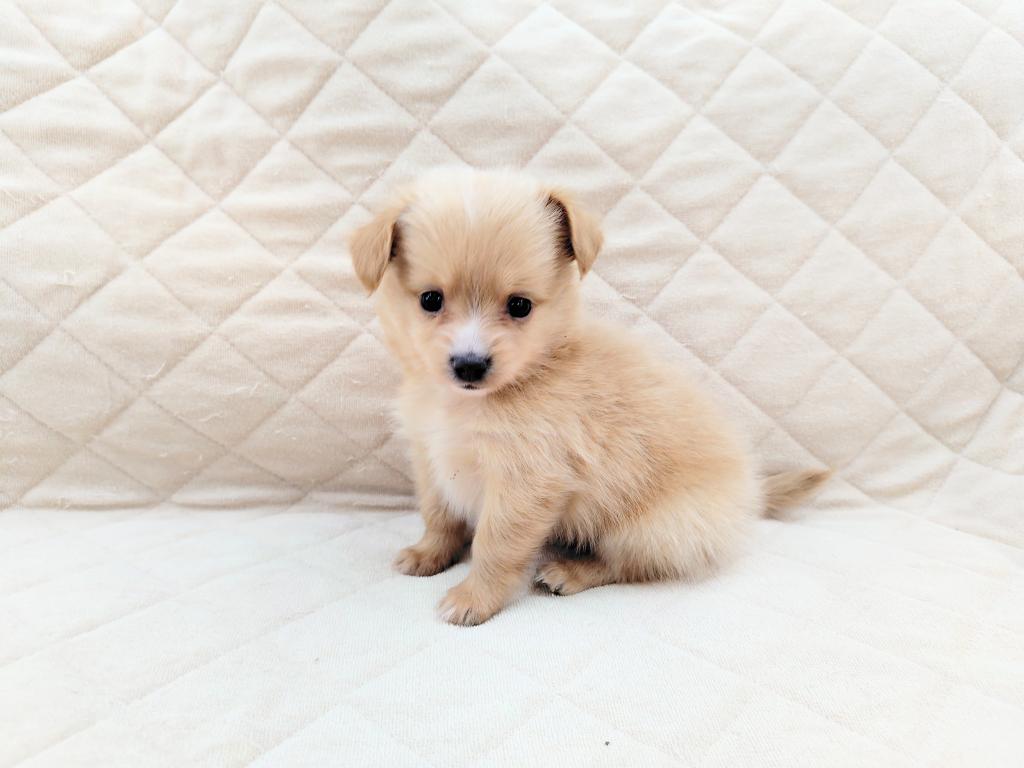 茨城県のハーフ犬・ミックス犬 (OneBuddyトモニー水戸店/2025年12月5日生まれ/男の子/CR)の子犬