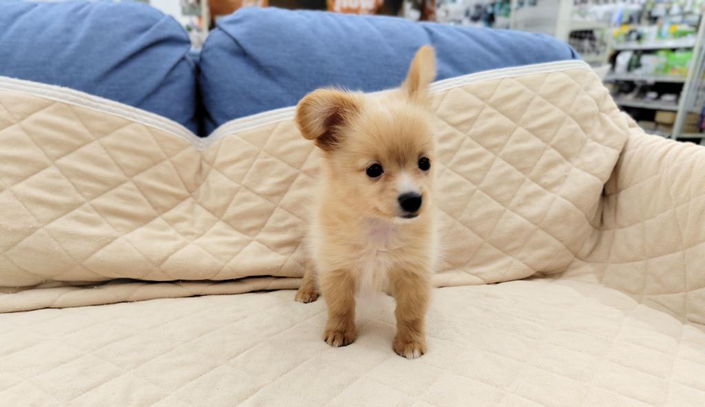 茨城県のハーフ犬・ミックス犬 (OneBuddyトモニー水戸店/2025年12月5日生まれ/男の子/CR)の子犬の2枚目の画像