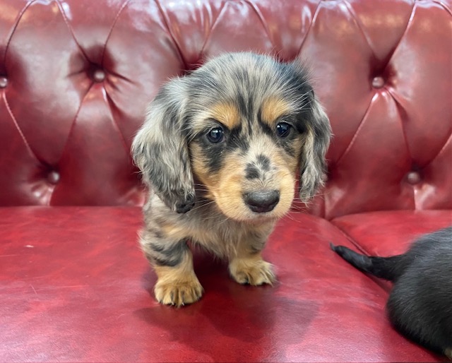 茨城県のミニチュアダックスフンド(ロング) (OneBuddy佐原東店/2025年12月4日生まれ/女の子/シルバーダップル)の子犬の1枚目の画像