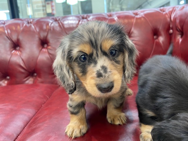 茨城県のミニチュアダックスフンド(ロング) (OneBuddy佐原東店/2025年12月4日生まれ/女の子/シルバーダップル)の子犬の2枚目の画像