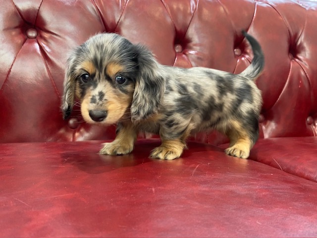 茨城県のミニチュアダックスフンド(ロング) (OneBuddy佐原東店/2025年12月4日生まれ/女の子/シルバーダップル)の子犬の3枚目の画像