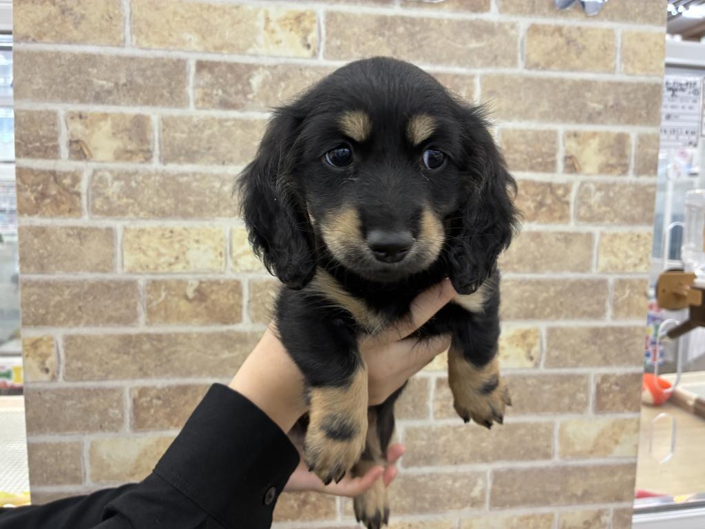 北海道のミニチュアダックスフンド(ロング) (ジャパンペッツトレーディング帯広店/2025年12月4日生まれ/女の子/ブラックイエロー)の子犬