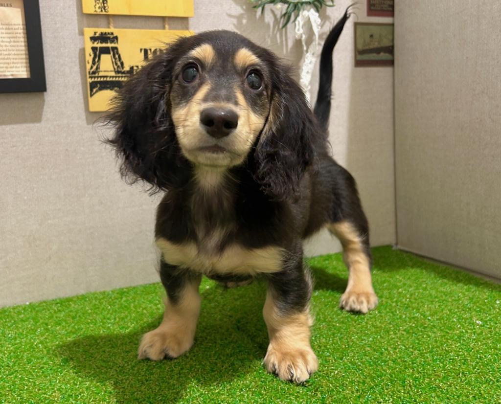 茨城県のミニチュアダックスフンド(ロング) (ペッツワン水戸店/2025年12月4日生まれ/女の子/ブラックイエロー)の子犬の4枚目の画像