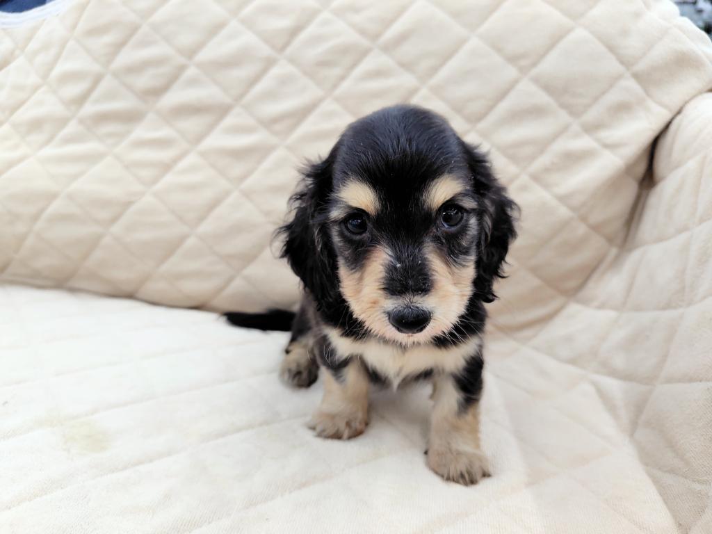 茨城県のミニチュアダックスフンド(ロング) (OneBuddyトモニー水戸店/2025年12月1日生まれ/女の子/ブラックイエロー)の子犬