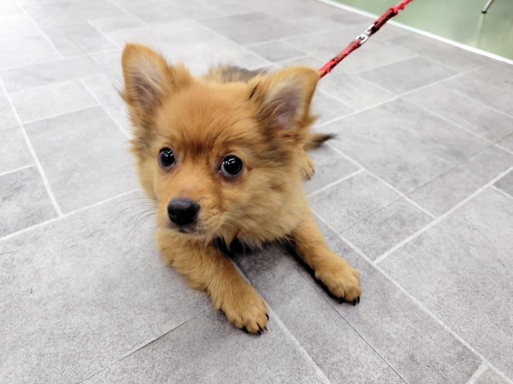 茨城県のハーフ犬・ミックス犬 (OneBuddyトモニー水戸店/2025年12月3日生まれ/男の子/R)の子犬の2枚目の画像