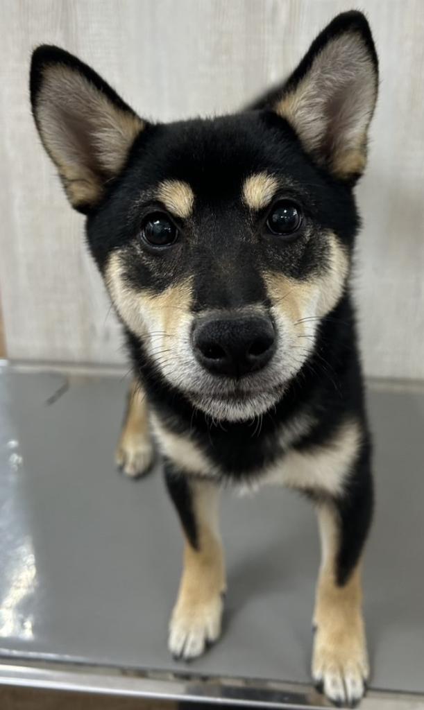 栃木県の柴犬(標準サイズ) (OneBuddy宇都宮店/2025年11月21日生まれ/男の子/黒)の子犬の1枚目の画像