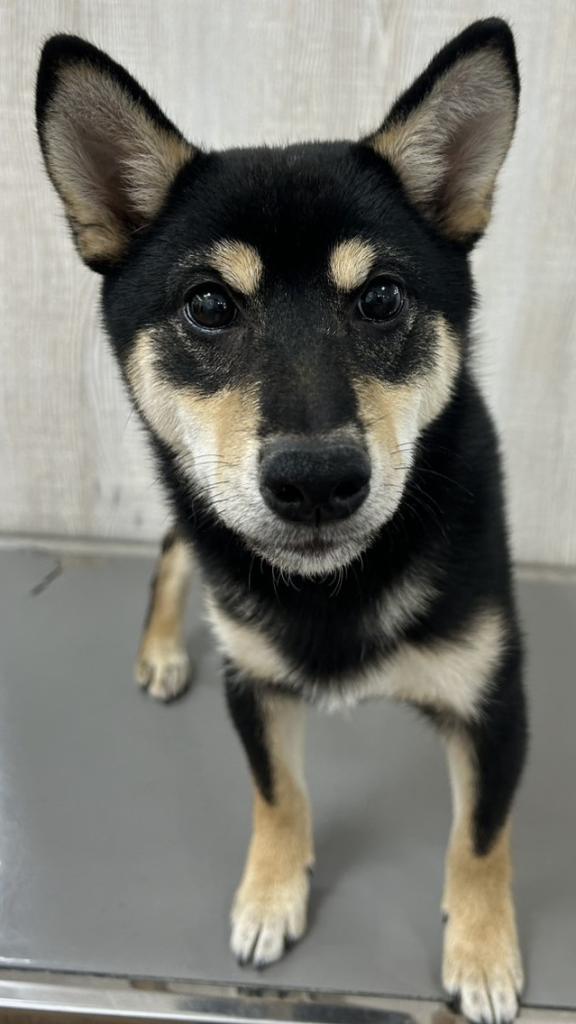 栃木県の柴犬(標準サイズ) (OneBuddy宇都宮店/2025年11月21日生まれ/男の子/黒)の子犬の2枚目の画像