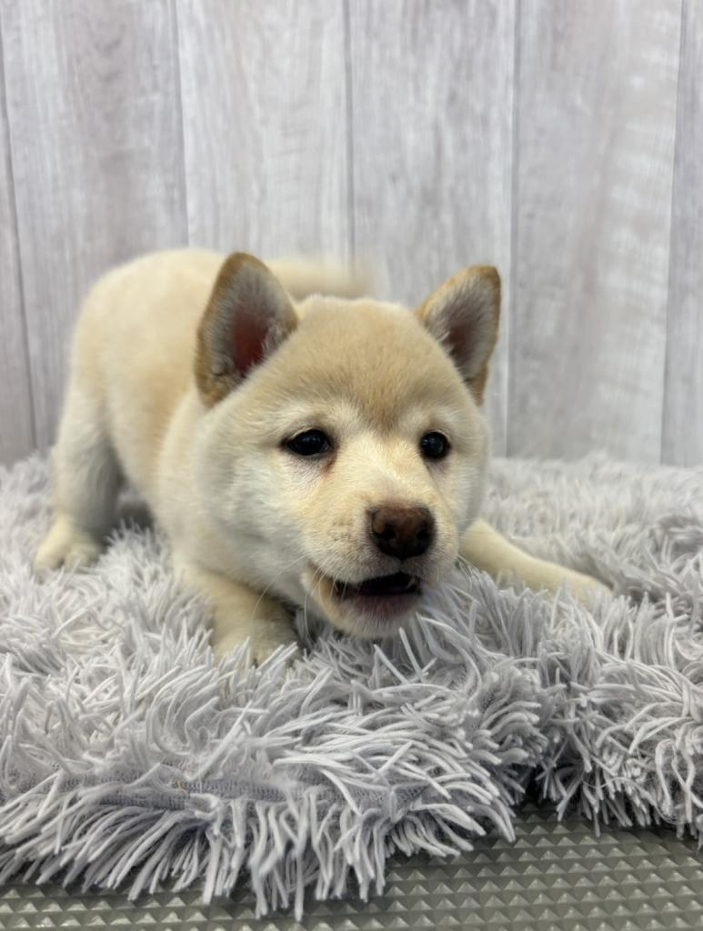 埼玉県の柴犬(標準サイズ) (ペットプラザ越谷大里店/2025年11月21日生まれ/女の子/白)の子犬の1枚目の画像