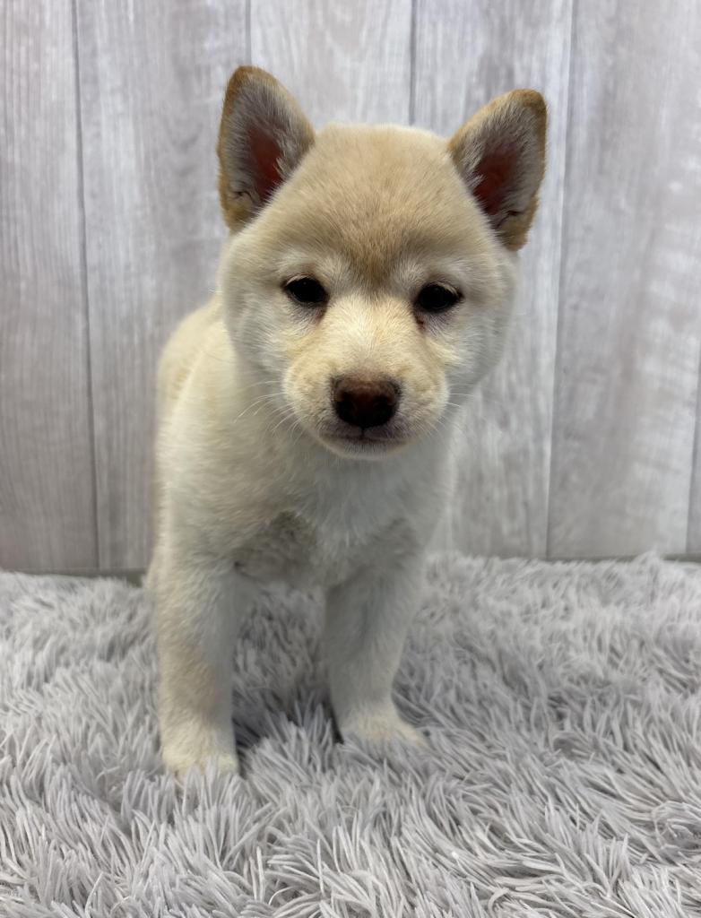 埼玉県の柴犬(標準サイズ) (ペットプラザ越谷大里店/2025年11月21日生まれ/女の子/白)の子犬の2枚目の画像