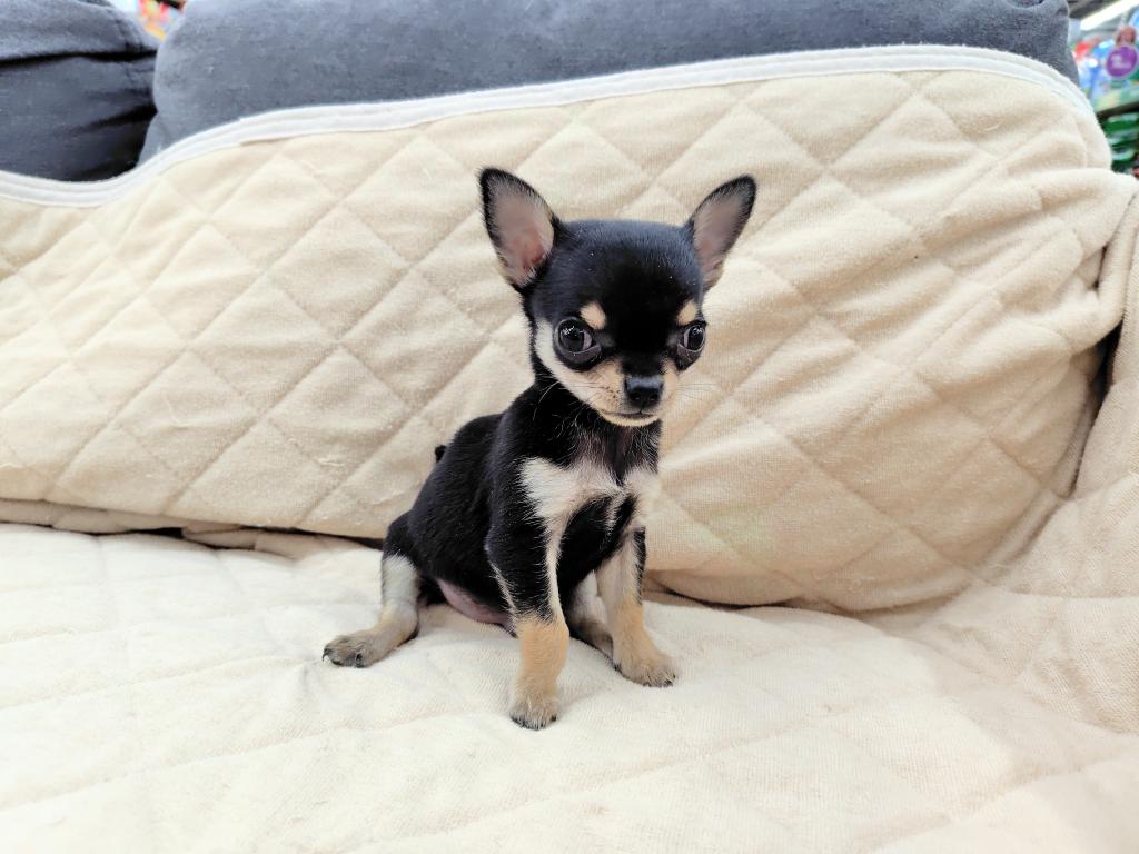 茨城県のチワワ(スムース) (OneBuddyトモニー水戸店/2025年11月28日生まれ/男の子/ブラックタン)の子犬