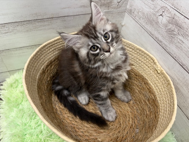 茨城県のメインクーン (OneBuddyトモニーつくば店/2025年11月20日生まれ/女の子/シルバータビー)の子猫の1枚目の画像