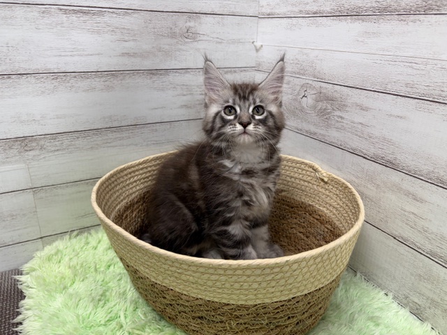 茨城県のメインクーン (OneBuddyトモニーつくば店/2025年11月20日生まれ/女の子/シルバータビー)の子猫の2枚目の画像