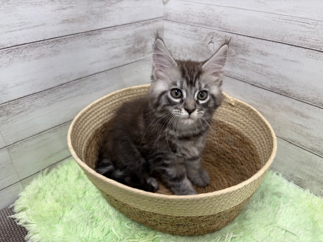 茨城県のメインクーン (OneBuddyトモニーつくば店/2025年11月20日生まれ/女の子/シルバータビー)の子猫の3枚目の画像