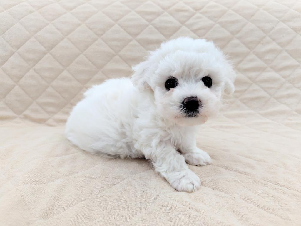 茨城県のビションフリーゼ (OneBuddyトモニー水戸店/2025年11月13日生まれ/女の子/ホワイト)の子犬