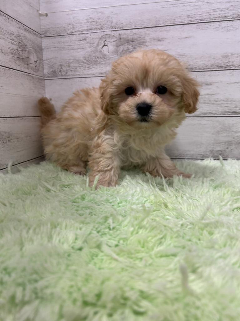 茨城県のハーフ犬・ミックス犬 (OneBuddyトモニーつくば店/2025年11月14日生まれ/男の子/クリーム)の子犬の1枚目の画像