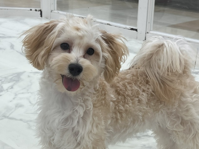 茨城県のハーフ犬・ミックス犬 (OneBuddyトモニーつくば店/2025年11月14日生まれ/男の子/クリーム)の子犬の1枚目の画像