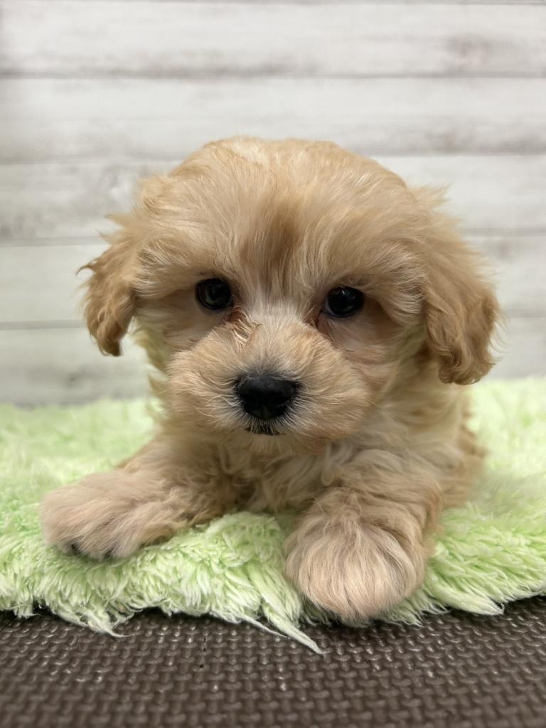 茨城県のハーフ犬・ミックス犬 (OneBuddyトモニーつくば店/2025年11月14日生まれ/男の子/クリーム)の子犬の3枚目の画像