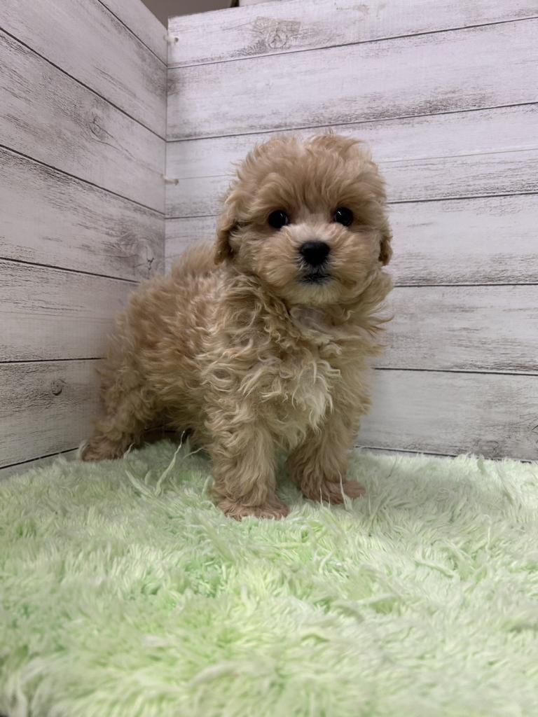 茨城県のハーフ犬・ミックス犬 (OneBuddyトモニーつくば店/2025年11月14日生まれ/男の子/クリーム)の子犬