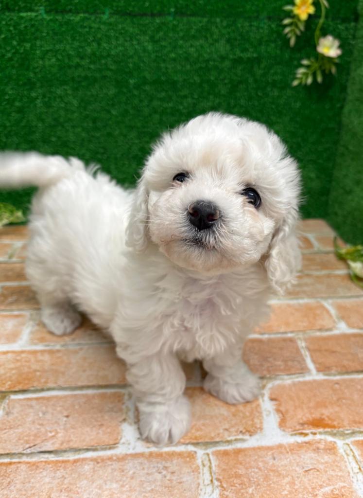 栃木県のビションフリーゼ (ペットアミ鹿沼店/2025年11月13日生まれ/女の子/ホワイト)の子犬の2枚目の画像