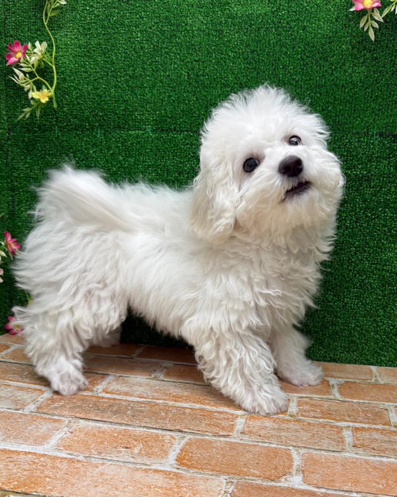 栃木県のビションフリーゼ (ペットアミ鹿沼店/2025年11月13日生まれ/女の子/ホワイト)の子犬の1枚目の画像