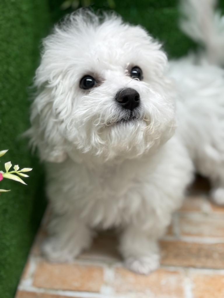 栃木県のビションフリーゼ (ペットアミ鹿沼店/2025年11月13日生まれ/女の子/ホワイト)の子犬の2枚目の画像