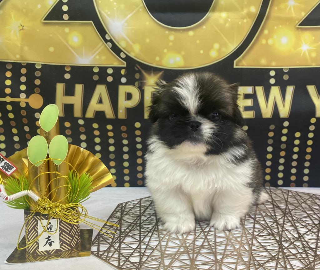 東京都のペキニーズ (OneBuddy町田三輪店/2025年11月10日生まれ/男の子/パーティーカラー)の子犬の1枚目の画像