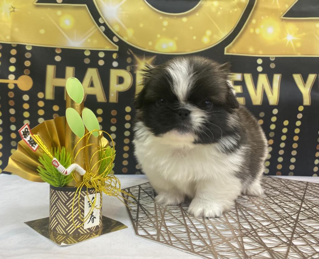 東京都のペキニーズ (OneBuddy町田三輪店/2025年11月10日生まれ/男の子/パーティーカラー)の子犬の2枚目の画像