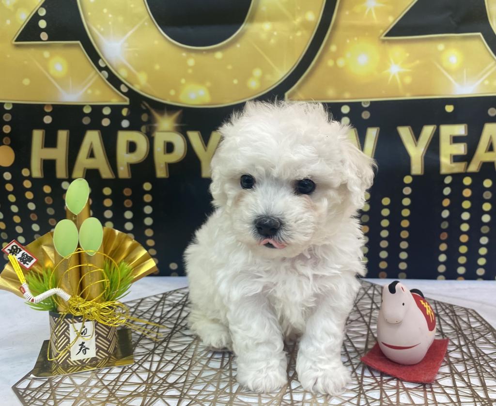 東京都のビションフリーゼ (OneBuddy町田三輪店/2025年11月13日生まれ/女の子/ホワイト)の子犬の1枚目の画像