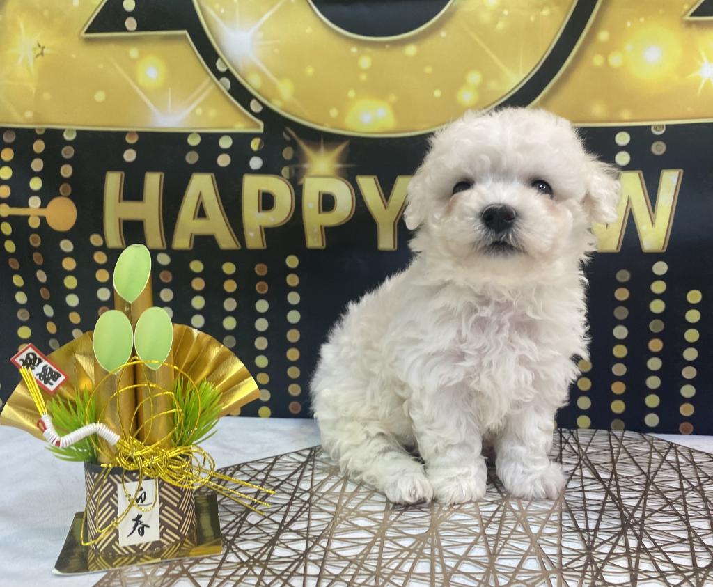 東京都のビションフリーゼ (OneBuddy町田三輪店/2025年11月13日生まれ/女の子/ホワイト)の子犬の2枚目の画像