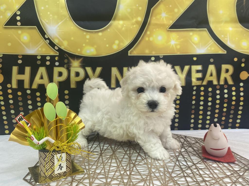 東京都のビションフリーゼ (OneBuddy町田三輪店/2025年11月13日生まれ/女の子/ホワイト)の子犬の3枚目の画像