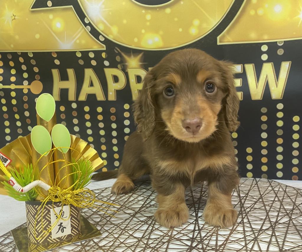 東京都のミニチュアダックスフンド(ロング) (OneBuddy町田三輪店/2025年11月13日生まれ/男の子/チョコレートタン)の子犬