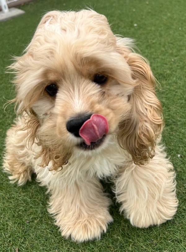 栃木県のアメリカンコッカースパニエル (OneBuddy宇都宮店/2025年11月10日生まれ/女の子/バフ)の子犬の1枚目の画像