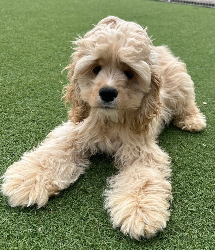 栃木県のアメリカンコッカースパニエル (OneBuddy宇都宮店/2025年11月10日生まれ/女の子/バフ)の子犬の2枚目の画像