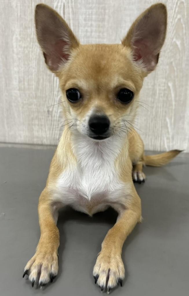 栃木県のチワワ(スムース) (OneBuddy宇都宮店/2025年10月30日生まれ/女の子/レッドホワイト)の子犬の1枚目の画像