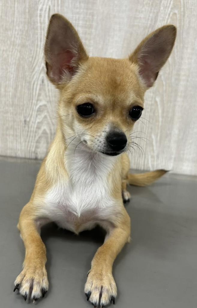 栃木県のチワワ(スムース) (OneBuddy宇都宮店/2025年10月30日生まれ/女の子/レッドホワイト)の子犬の2枚目の画像