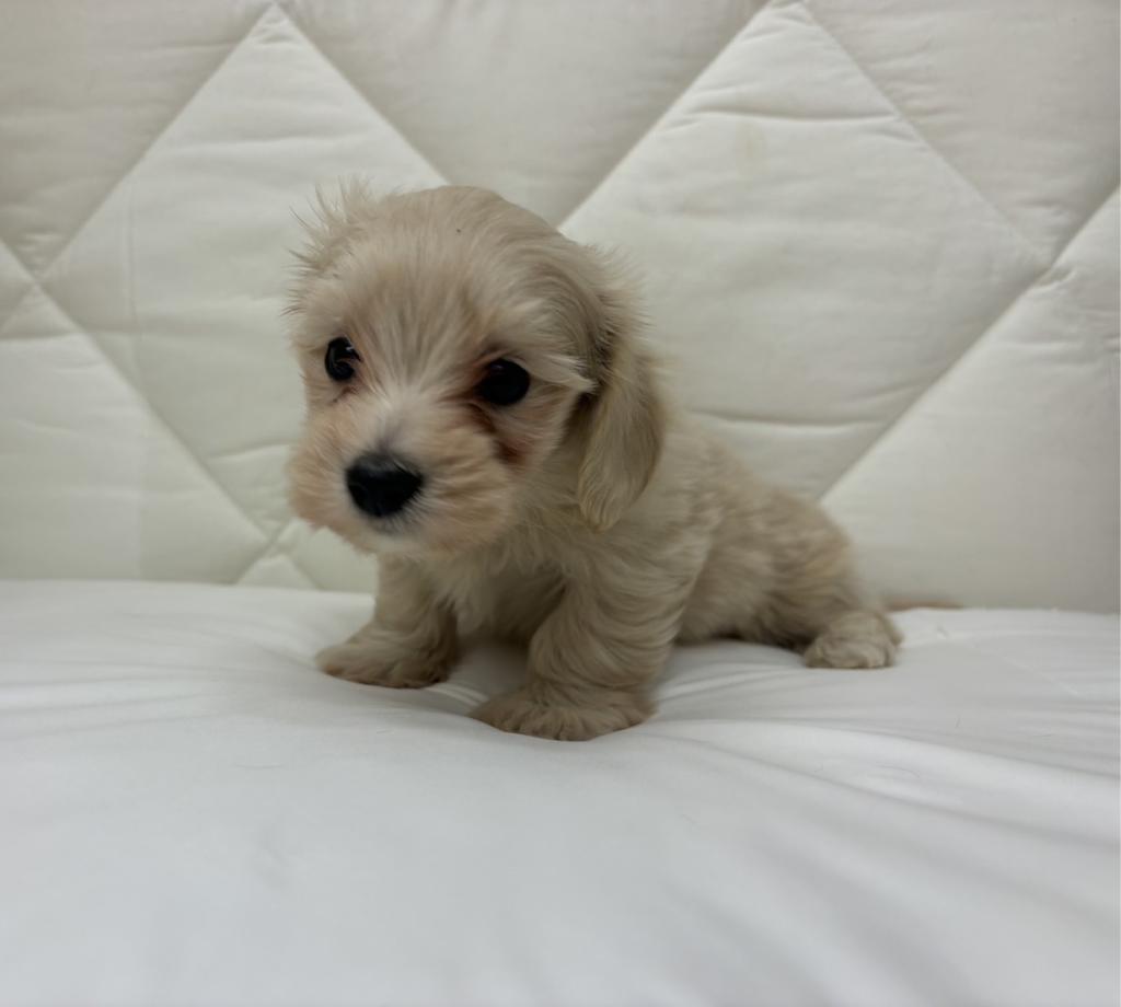 茨城県のハーフ犬・ミックス犬 (ペッツワン石岡玉里店/2025年10月30日生まれ/男の子/クリーム)の子犬