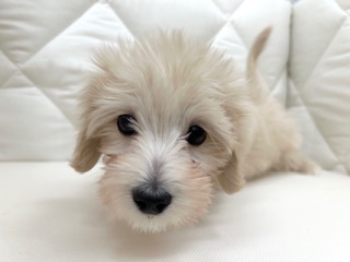 茨城県のハーフ犬・ミックス犬 (ペッツワン石岡玉里店/2025年10月30日生まれ/男の子/クリーム)の子犬の2枚目の画像