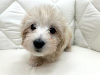 茨城県のハーフ犬・ミックス犬 (ペッツワン石岡玉里店/2025年10月30日生まれ/男の子/クリーム)の子犬の3枚目の画像