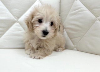 茨城県のハーフ犬・ミックス犬 (ペッツワン石岡玉里店/2025年10月30日生まれ/男の子/クリーム)の子犬の4枚目の画像