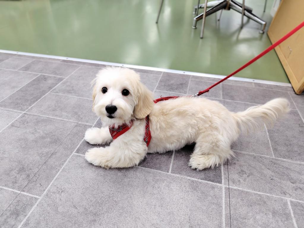 茨城県のハーフ犬・ミックス犬 (OneBuddyトモニー水戸店/2025年10月30日生まれ/男の子/クリーム)の子犬の2枚目の画像