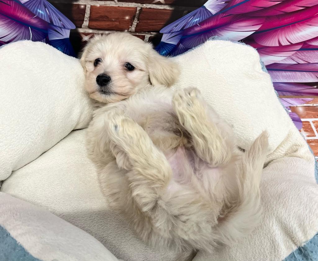 千葉県のハーフ犬・ミックス犬 (ペッツワン富津店/2025年10月30日生まれ/男の子/クリーム)の子犬の2枚目の画像